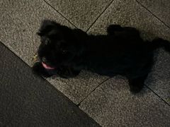 -悦宠凯宝动物医院·牙科·皮肤科(朝阳北路店)