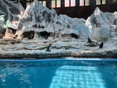 -帝企鹅自助餐厅•儿童岛•真企鹅(长隆企鹅酒店)