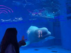 -海合安成都极地海洋公园