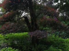 -大地土窑菜馆·特色罗浮农家菜(罗浮山景区店)