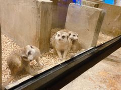 -zoonana室内动物园(东方福来德店)