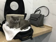 -伟伟宠物医院·CT影像中心·瑞派犬猫综合性门诊(汉口总院)