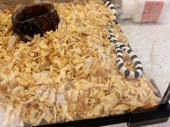 -momokira米努特·德文卷毛猫·棉花面纱犬
