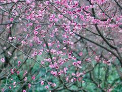 -梅花山(明孝陵内)