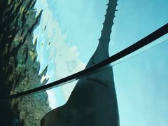 -瑞普利水族馆