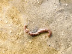 -北海金海湾红树林生态旅游区