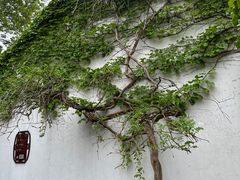 -拙政园