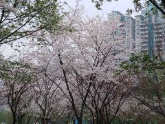 -西北湖绿化广场