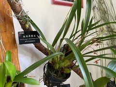 -中国科学院西双版纳热带植物园
