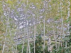 -福道