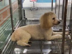 -暖阳宠物医院·犬猫康复中心·骨科