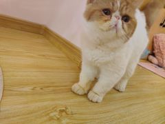 -Sweet cat·星愿猫咖(国贸大厦店)