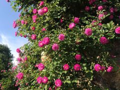 -南通洲际绿博园