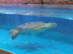 -芜湖新华联大白鲸海洋公园