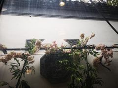 -小湾茶楼