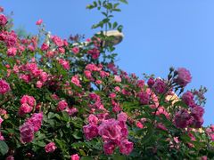 -风车面包