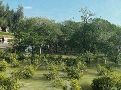 -宝安西湾红树林湿地公园