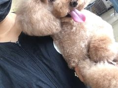 -优缇多格专业宠物美容师培训学校