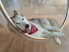 -Husky Go! 哈士奇体验馆·宠物咖啡厅狗咖