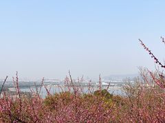 -香雪海