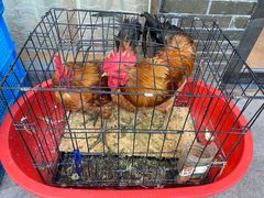 -喜乐堂(新华西路店)