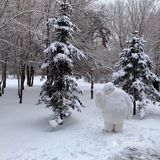 净月湖下雪啦！❄️