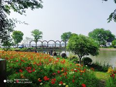 -鹅湖玫瑰文化园