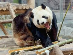 -栾川竹海野生动物园