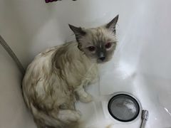 -喵五郎の猫咪酒店·专业洗护·寄养