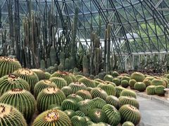 -深圳仙湖植物园