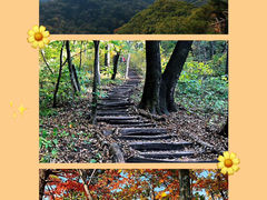 -天女山森林公园