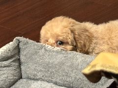 -翊宠yipet猫狗购宠庄园犬舍•猫舍