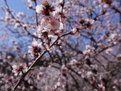 -霸王茶姬(上海恒基名人店)