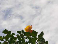 -绿堤公园