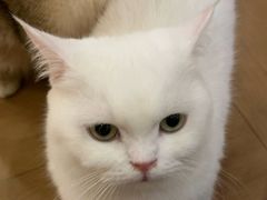 -南京宠物基地·宠物狗宠物猫售卖(南京店)