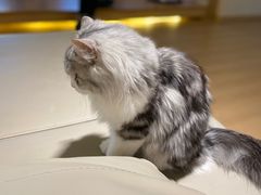 -猫腻·猫咖·撸猫馆(星光大道店)
