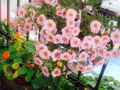 iphone_upload_pic-海边的猫和咖啡馆
