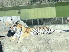 -上海野生动物园