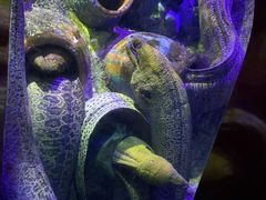 -太平洋海底世界