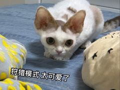 -山宅一喵德文卷毛猫舍