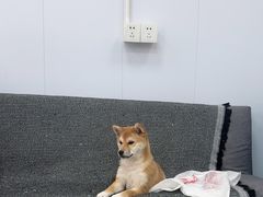 -虹泰宠物医院 ·旗舰店·24h(南秀路店)