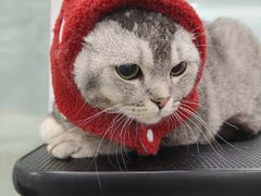 -爱洗澡的猫(望京店)