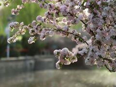 -海棠花溪(元大都城垣遗址公园)