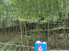 -都江堰中华大熊猫苑