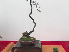 -重庆市江北嘴中央商务区中央公园