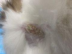 -瑞派·爱瑞可动物医院·口腔专科(广华新城分院)