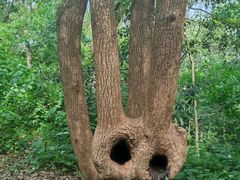 -上海佘山国家森林公园天马山园