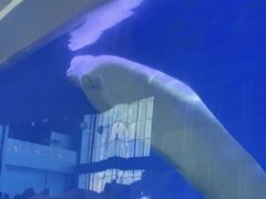-泉城欧乐堡海洋极地世界