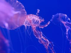 -海合安武汉极地海洋公园