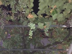 -ZING鲸鱼啤酒(葡萄院店)